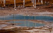 Norris Geyser Basin 6795